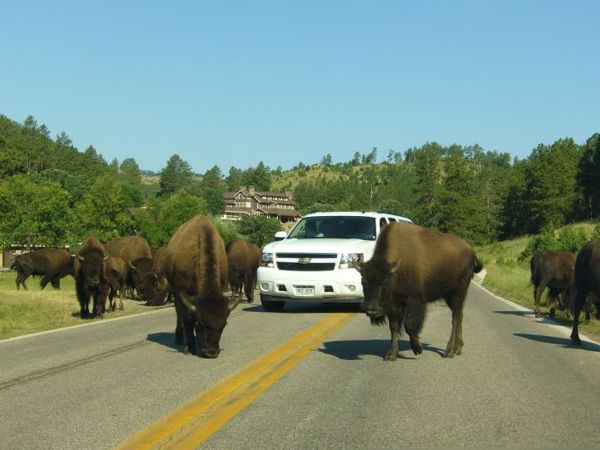 09 CusterNP_buffalo.JPG