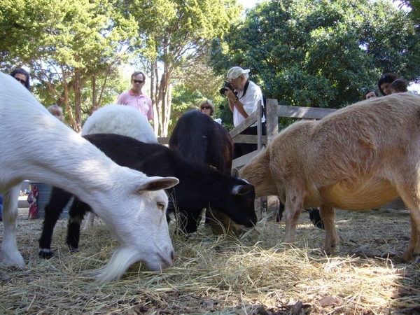 2008Dallas_Arboretum_25.jpg