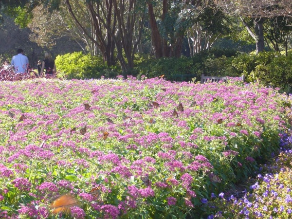 2008Dallas_Arboretum_28.jpg