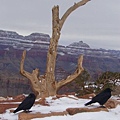 120_GrandCanyon.JPG