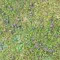 047_OldSarum.JPG