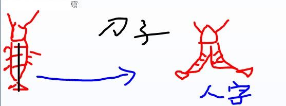 人字蝦.jpg