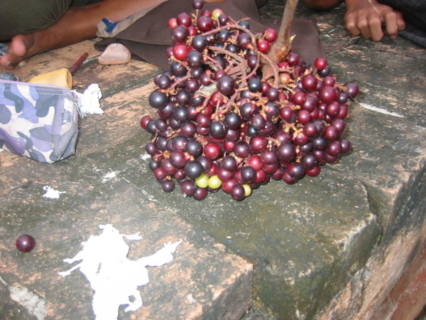 柬人採食的野生葡萄.