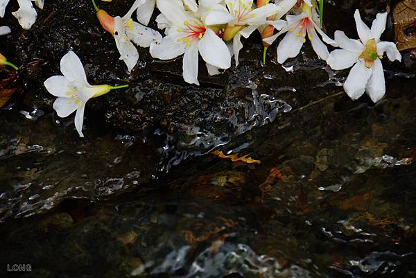 NEX7_油桐花_005