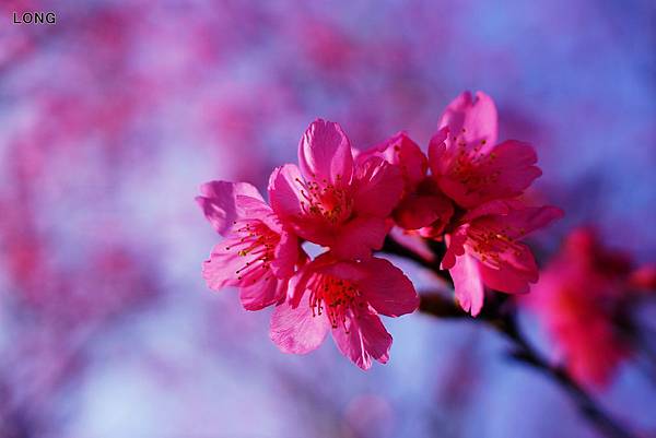 NEX7_201301_櫻花001