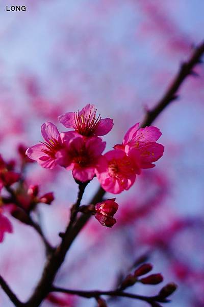 NEX7_201301_櫻花002