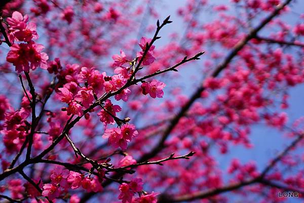 NEX7_201301_櫻花006