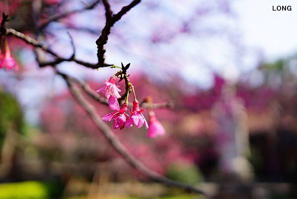 NEX7_201301_櫻花011