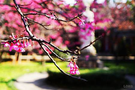 NEX7_201301_櫻花014