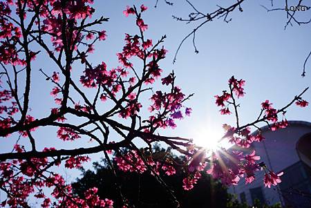 NEX7_201301_櫻花015