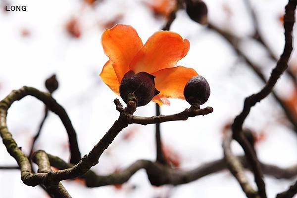 NEX7-20130325-木棉花001