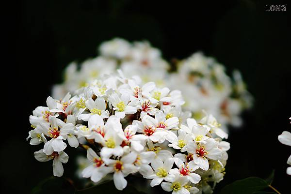 NEX7_02130429_油桐花012