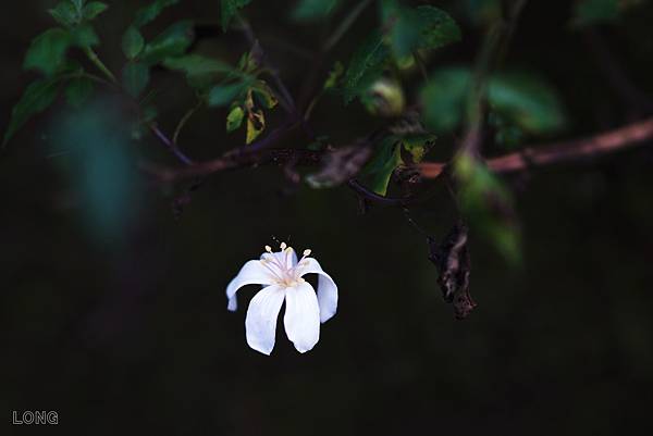 NEX7_02130429_油桐花021