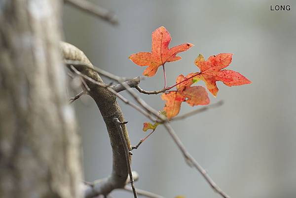 SONY_A7SM2_135ZA_石門003.jpg