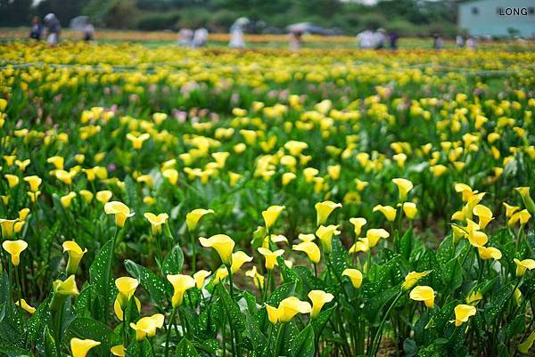 2019桃園彩色海芋季_001.jpg