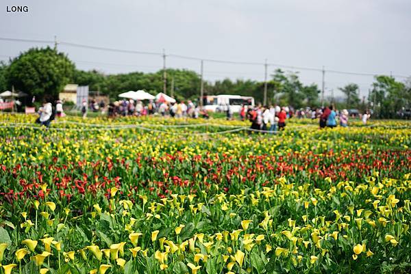 2019桃園彩色海芋季_009.jpg