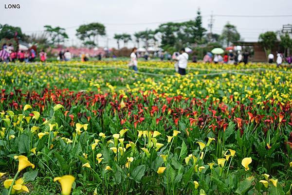 2019桃園彩色海芋季_010.jpg