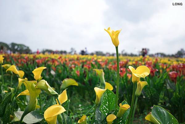 2019桃園彩色海芋季_041.jpg