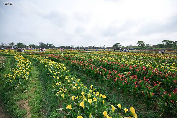 2019桃園彩色海芋季_047.jpg