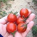 阿嬤種的番茄.JPG