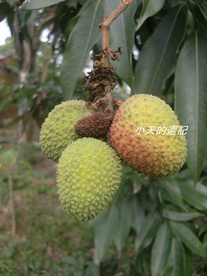 Litchi 荔枝 