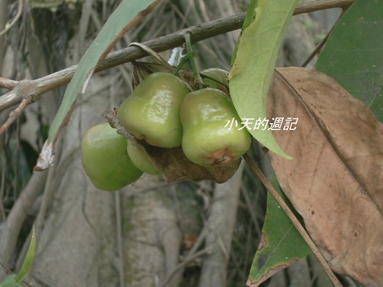 wax fruit 蓮霧