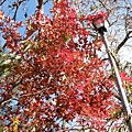 IMG_7377.JPG IMG_7377.JPG