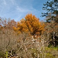IMG_7378.JPG IMG_7378.JPG