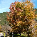 IMG_7387.JPG IMG_7387.JPG