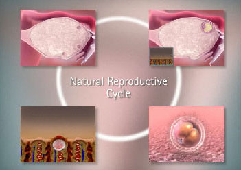 natural-reproductive-cycle