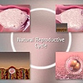 natural-reproductive-cycle