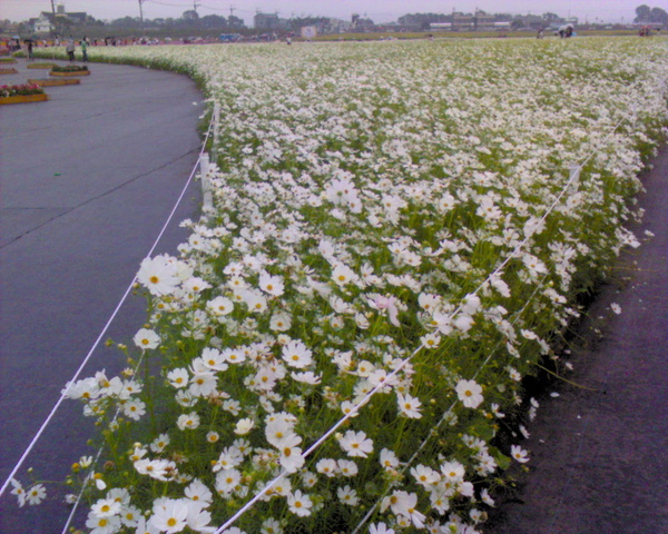 白色波斯菊園