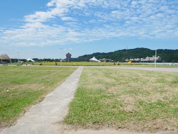 大佳河濱公園向日葵