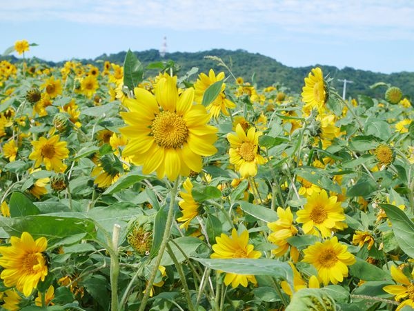 大佳河濱公園向日葵