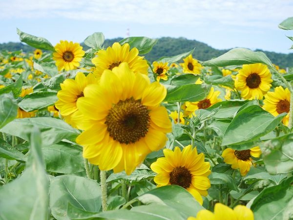 大佳河濱公園向日葵