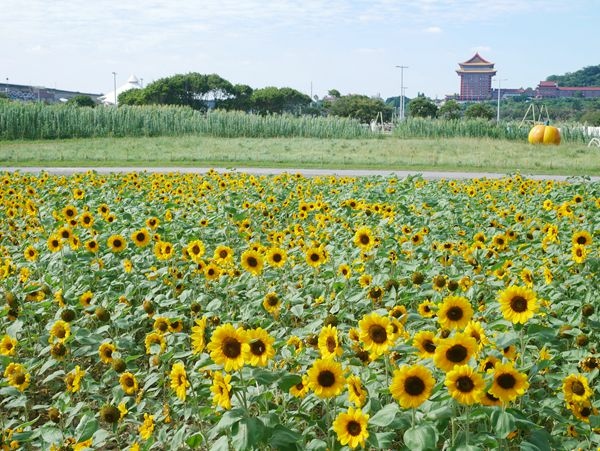 大佳河濱公園向日葵