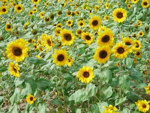 大佳河濱公園向日葵