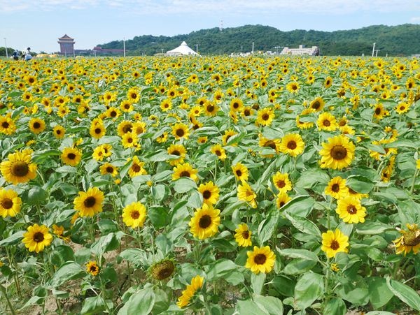 大佳河濱公園向日葵