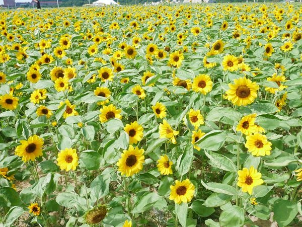 大佳河濱公園向日葵