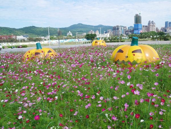 大佳河濱公園向日葵