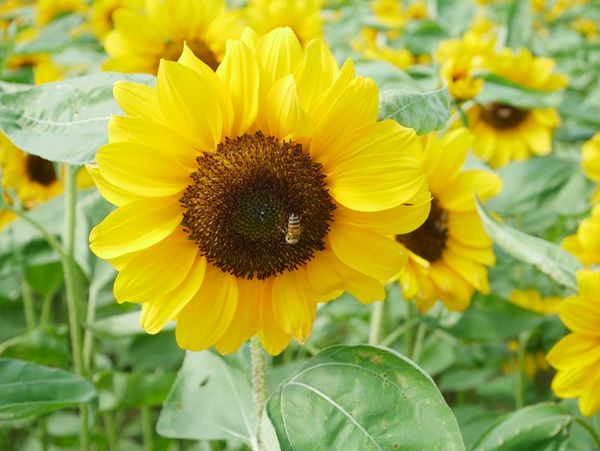 大佳河濱公園向日葵