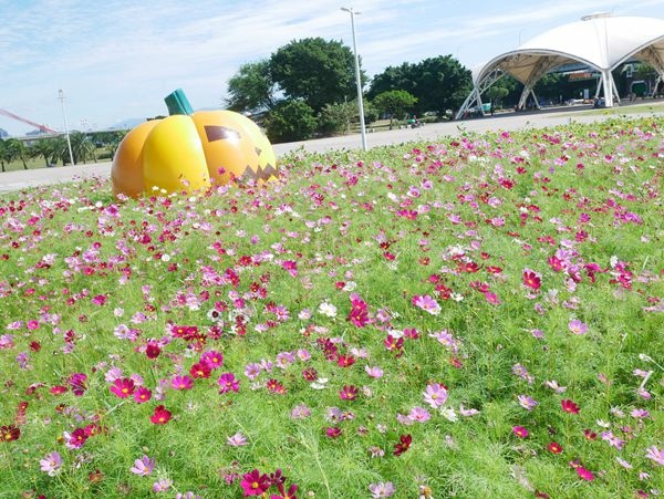 大佳河濱公園向日葵