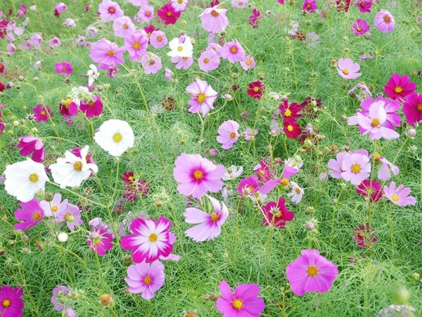 大佳河濱公園向日葵