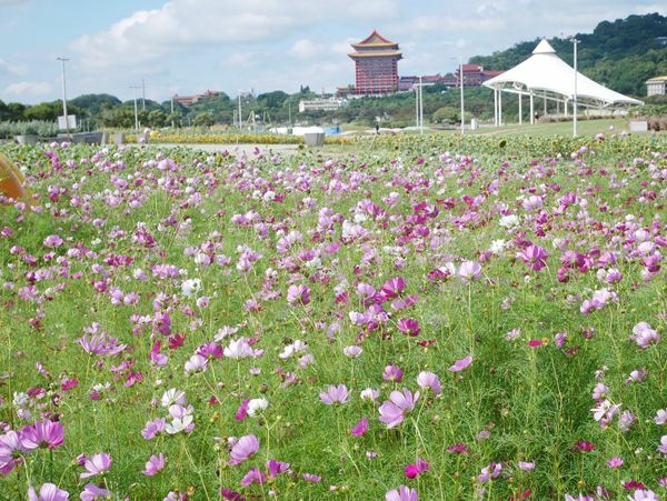 大佳河濱公園向日葵