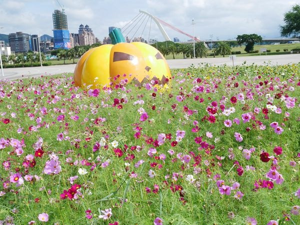 大佳河濱公園向日葵