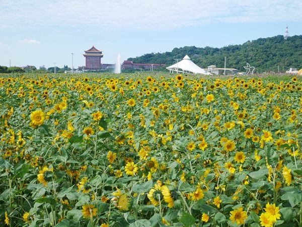 大佳河濱公園向日葵