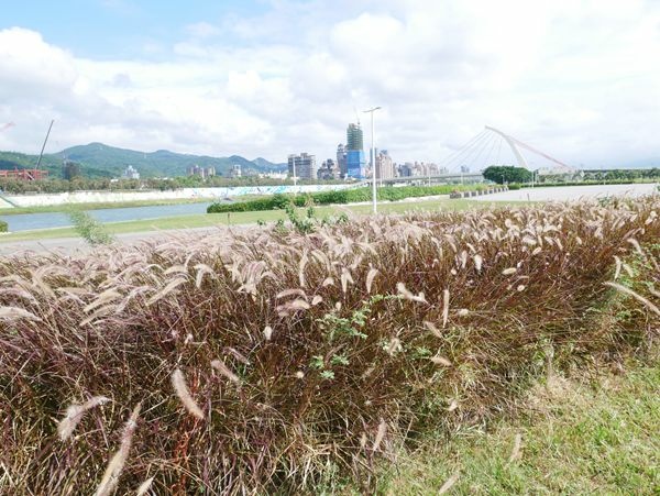 大佳河濱公園向日葵