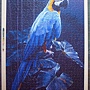 blue macow.JPG blue macow.JPG