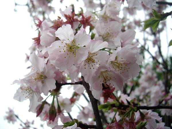 IMGP2975.JPG