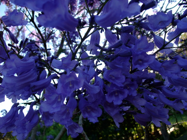 jacaranda tree 